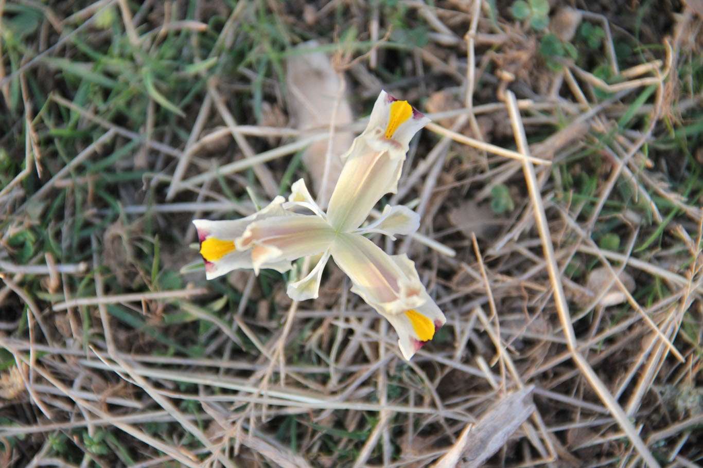 Baharın müjdecisi "Nevruz Çiçeği" açtı Baharın müjdecisi "Nevruz Çiçeği" açtı